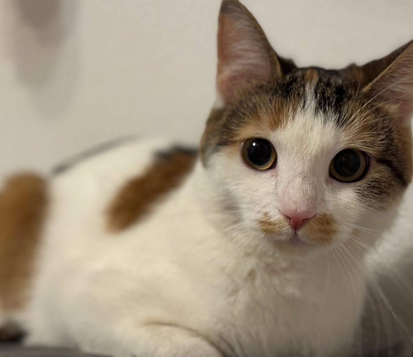 Schwarz-weiße Katze mit großen, leuchtend gelben Augen schaut direkt in die Kamera.