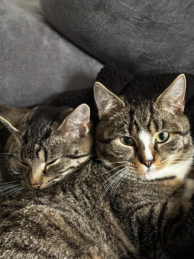 Zwei getigerte Katzen, eine schläft, eine schaut entspannt