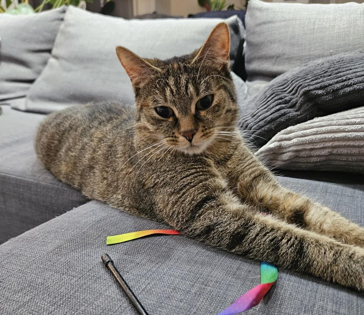 Schwarz-weiße Katze mit großen, leuchtend gelben Augen schaut direkt in die Kamera.