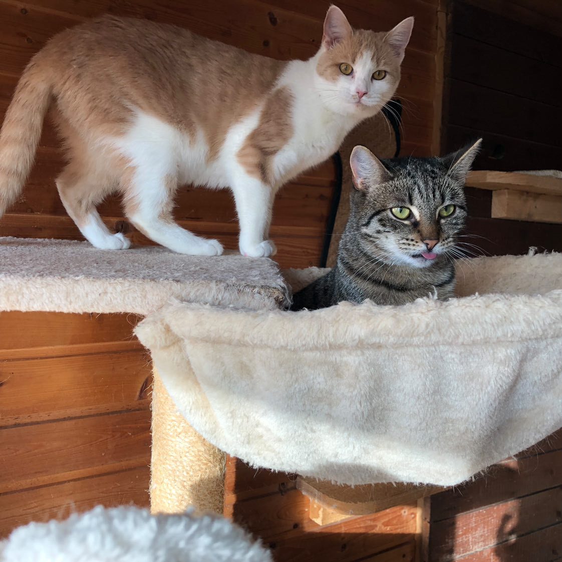 Zwei Katzen sitzen entspannt auf Katzenbäumen mit Naturholz sowie Kratzsäulen.