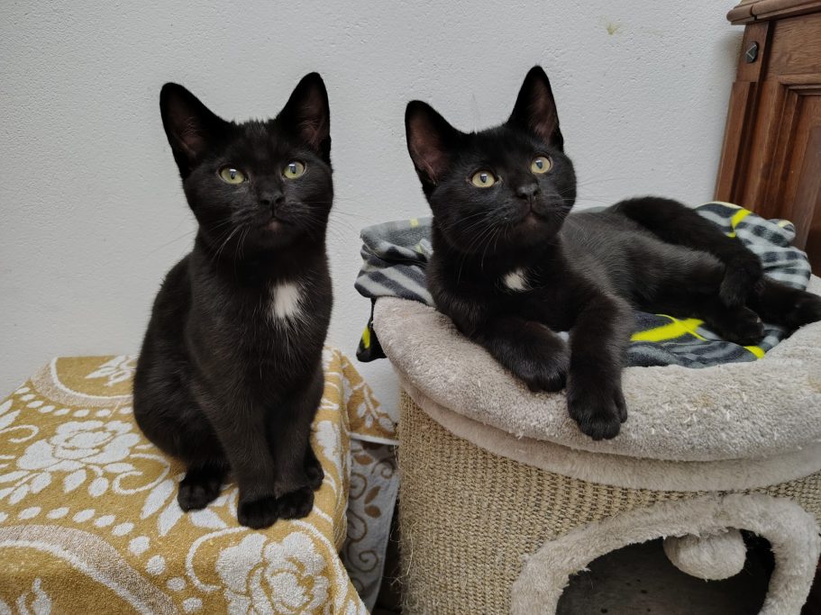 Zwei schwarze Katzen auf einem Kratzbaum schauen interessiert