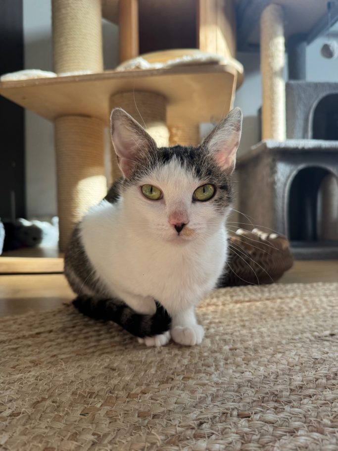 Nala