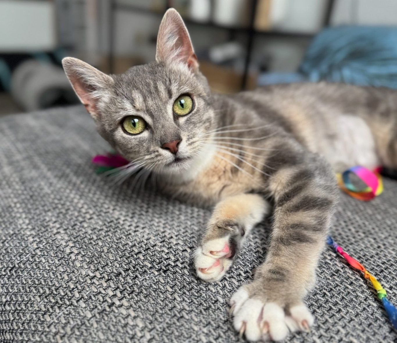 Schwarz-weiße Katze mit großen, leuchtend gelben Augen schaut direkt in die Kamera.