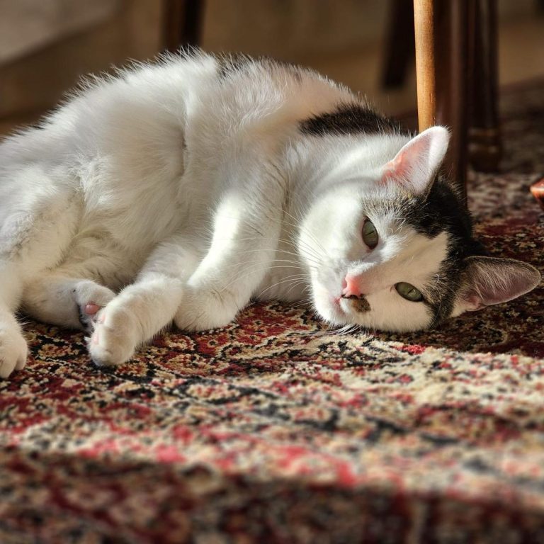 Schlafende Katze mit weißem und grauem Fell auf einem Teppich.