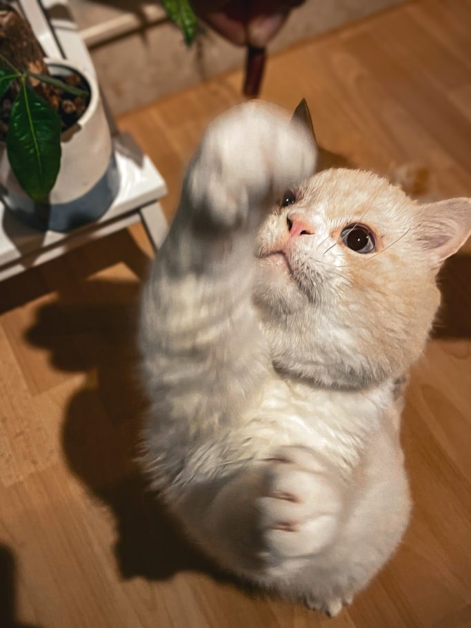 Osito