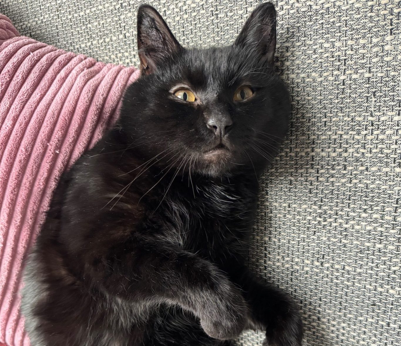 Schwarz-weiße Katze mit großen, leuchtend gelben Augen schaut direkt in die Kamera.